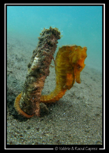 A shy Hippocampus taeniopterus by Raoul Caprez 